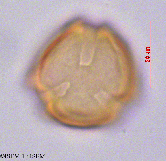 ISEM 1/Cestrum_humboldtii_29140/Cestrum_humboldtii_29140_0001(copy).jpg